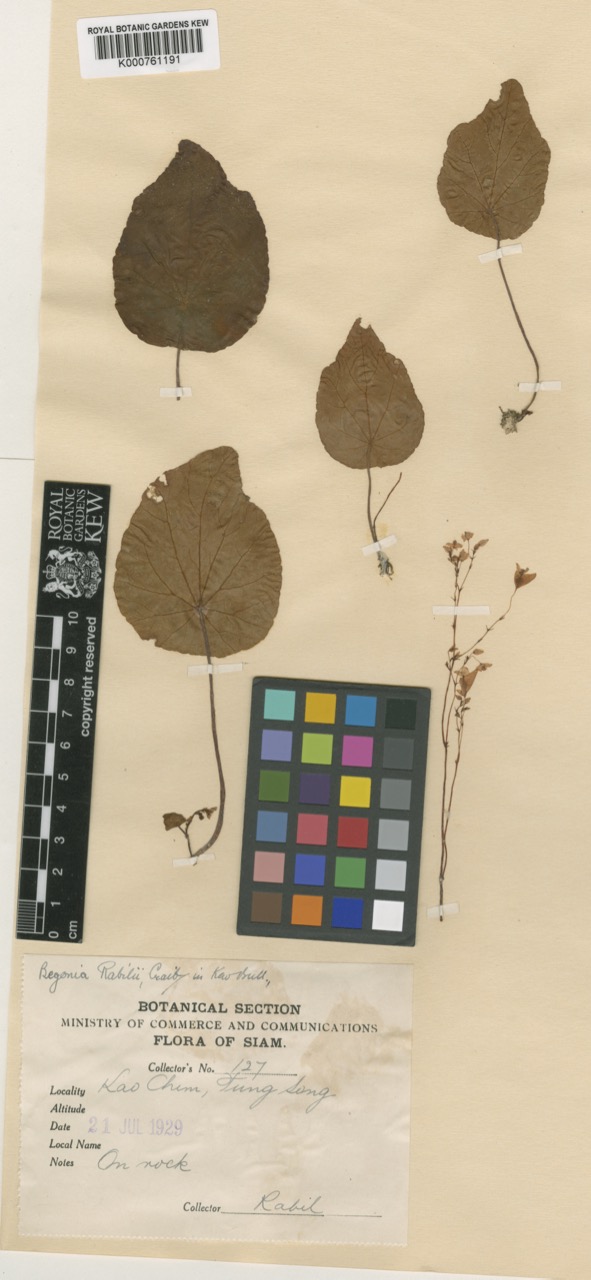 B. rabilii